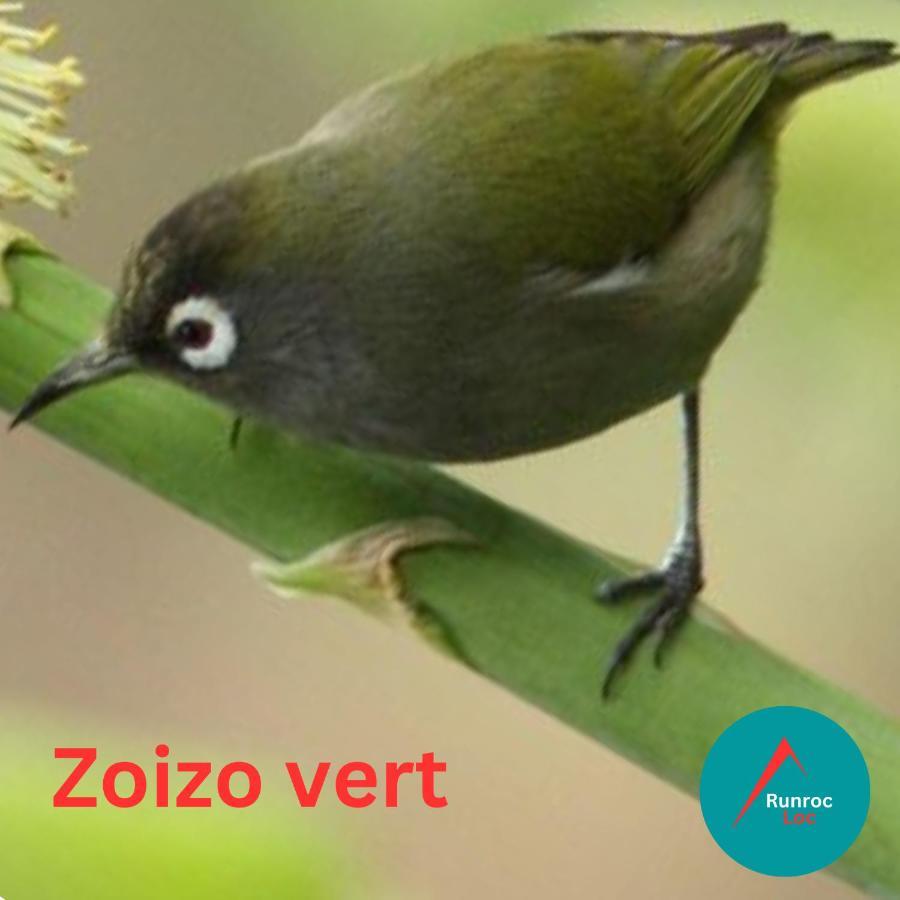 Zoizo Vert - Studio Au Calme Avec Jardin - St Leu Saint-Leu Buitenkant foto